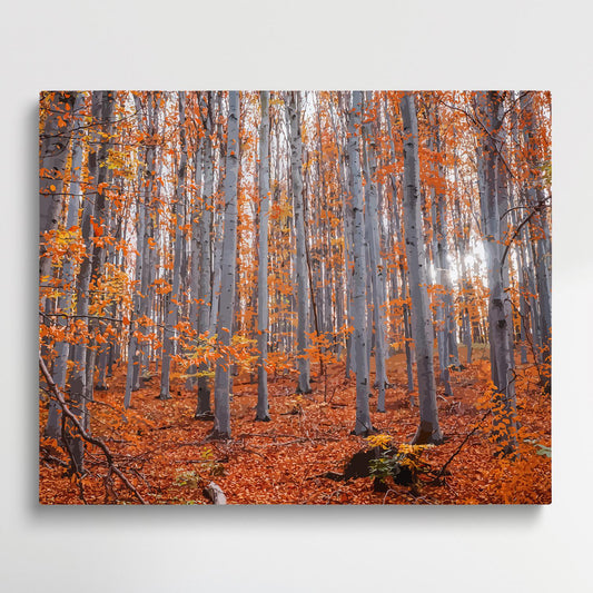 Maple Forest | Paint by Numbers | Landscape-Paintsuper