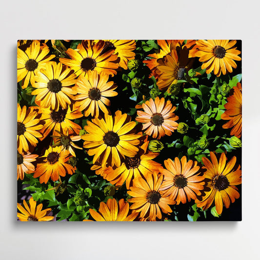 Colored Daisy V12 | Paint by Numbers | Flowers-Paintsuper