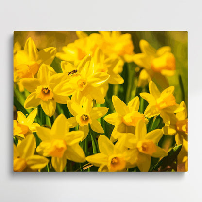 Daffodils V1 | Paint by Numbers | Flowers-Paintsuper