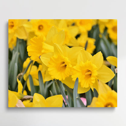 Daffodils V3 | Paint by Numbers | Flowers-Paintsuper
