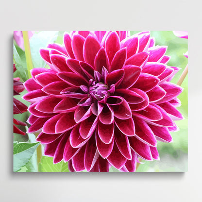 Dahlia Flower V1 | Paint by Numbers | Flowers-Paintsuper