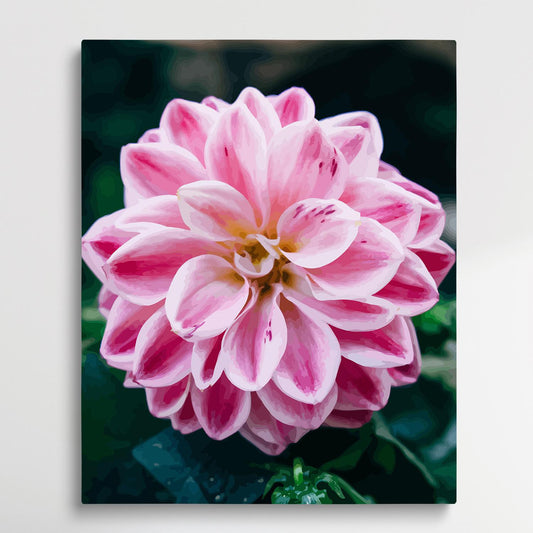 Dahlia V7 | Paint by Numbers | Flowers-Paintsuper