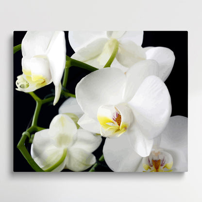 Orchids V3 | Paint by Numbers | Flowers-Paintsuper
