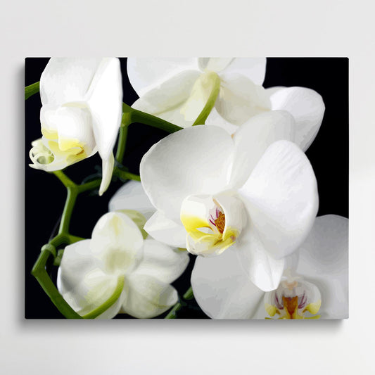 Orchids V3 | Paint by Numbers | Flowers-Paintsuper
