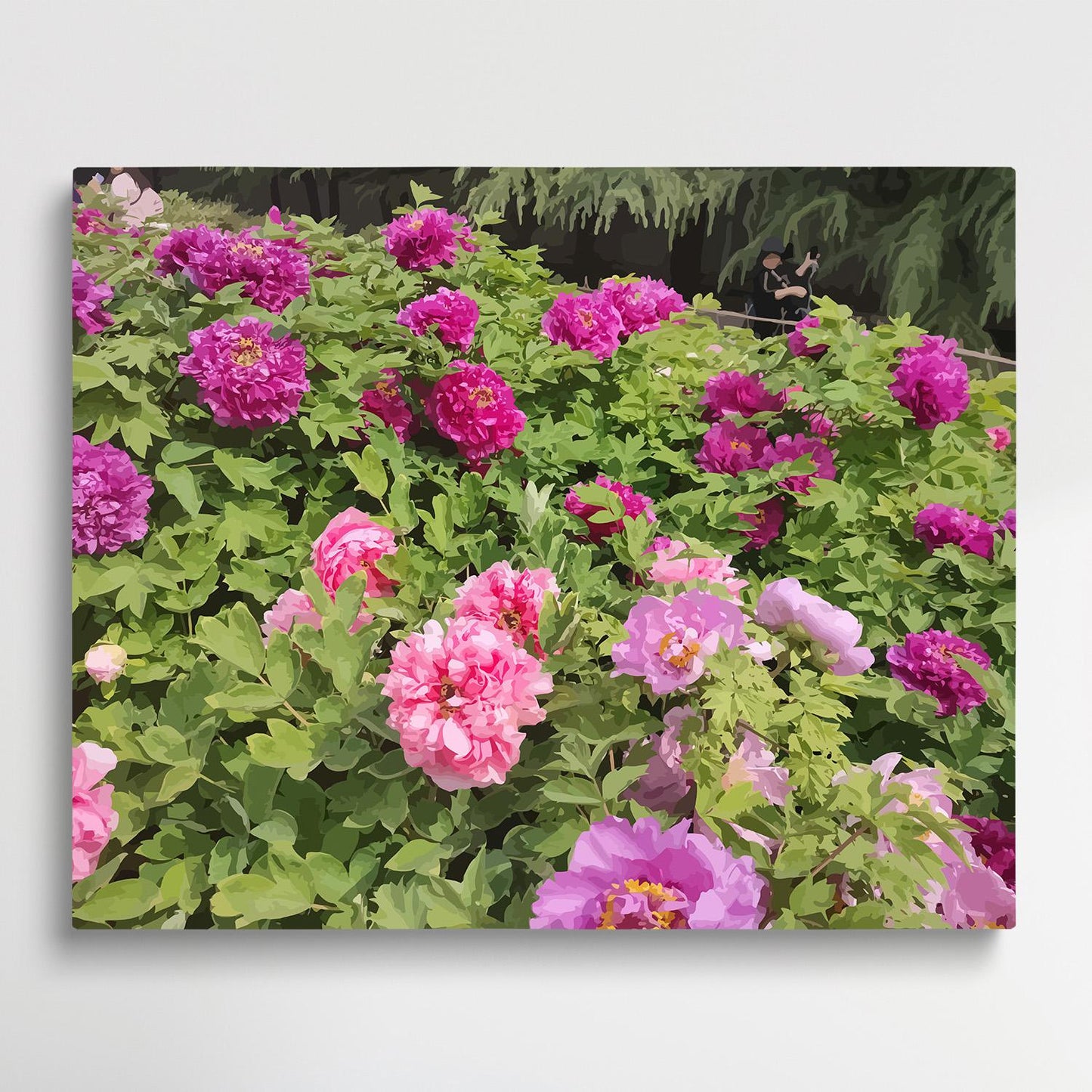 Peony V1 | Paint by Numbers | Flowers-Paintsuper