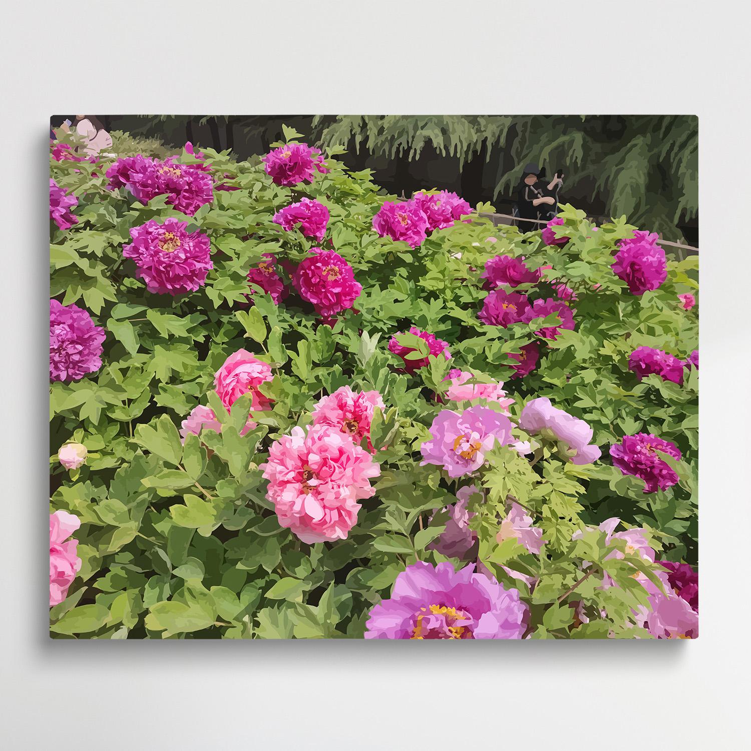 Peony V1 | Paint by Numbers | Flowers-Paintsuper
