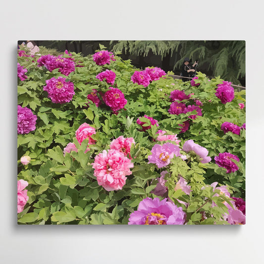 Peony V1 | Paint by Numbers | Flowers-Paintsuper