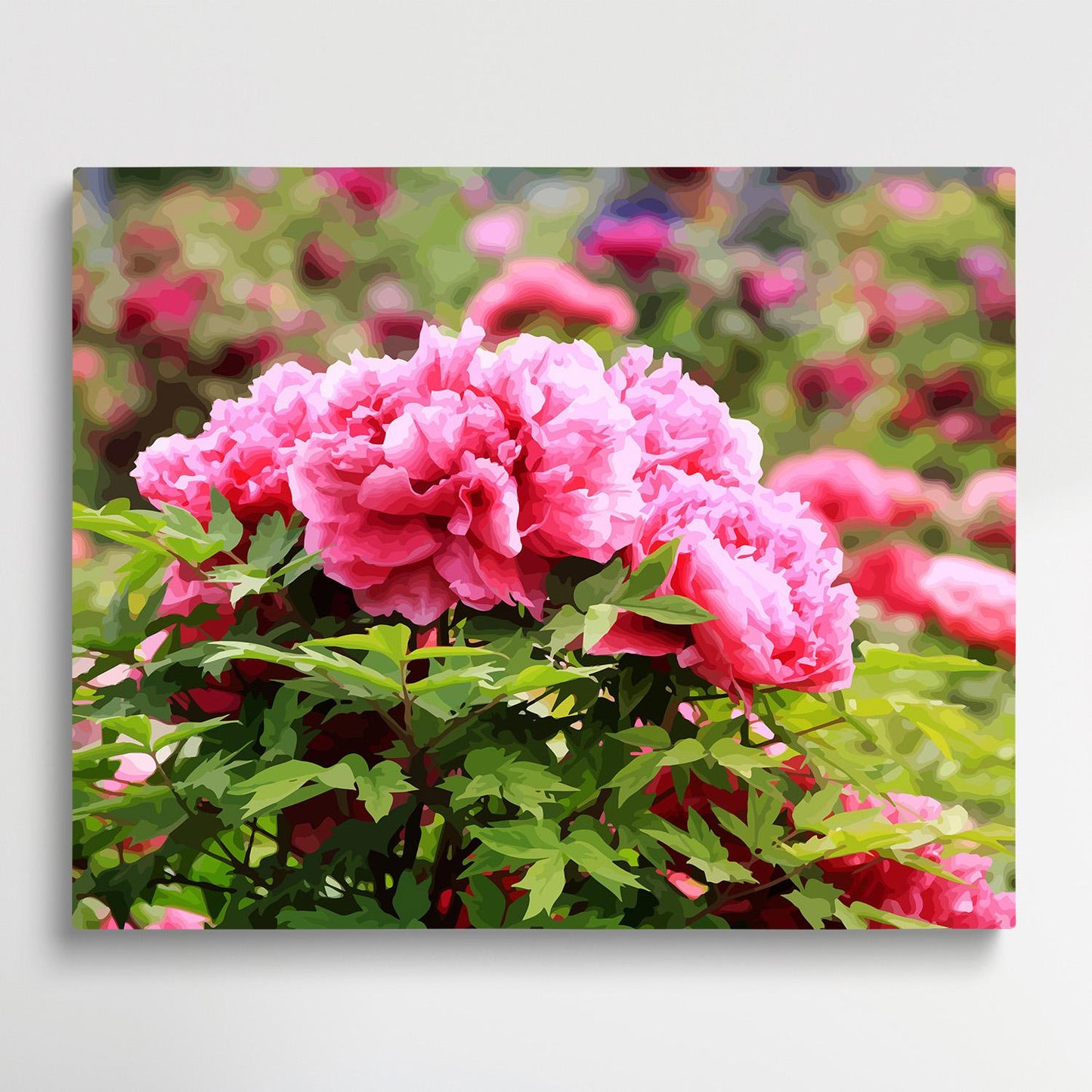 Peony V2 | Paint by Numbers | Flowers-Paintsuper