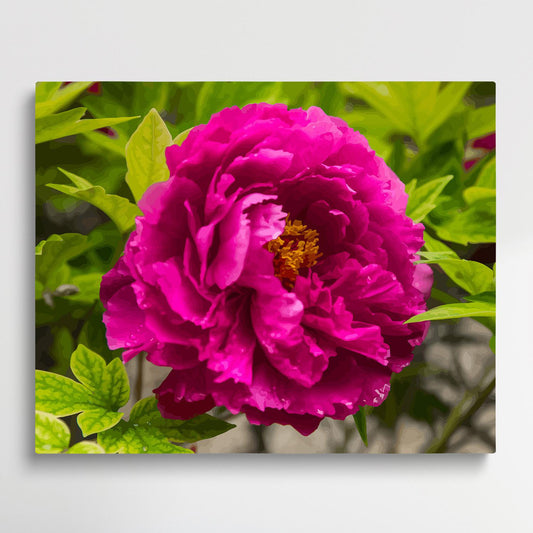 Peony V3 | Paint by Numbers | Flowers-Paintsuper