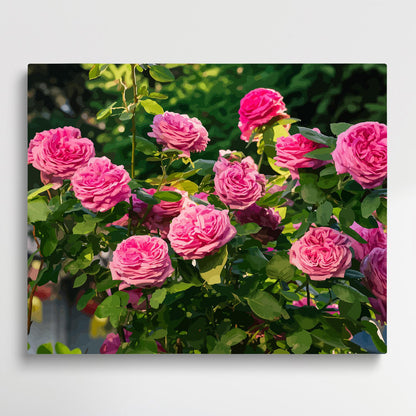 Roses V1 | Paint by Numbers | Flowers-Paintsuper