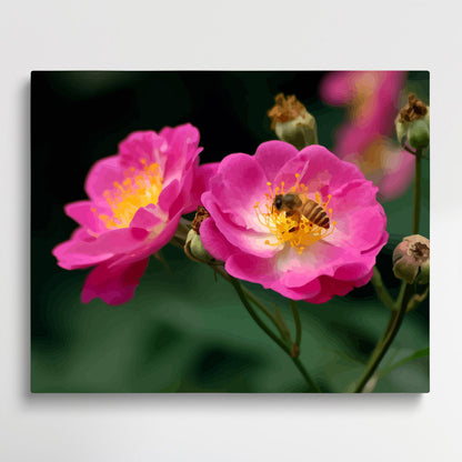 Roses V2 | Paint by Numbers | Flowers-Paintsuper