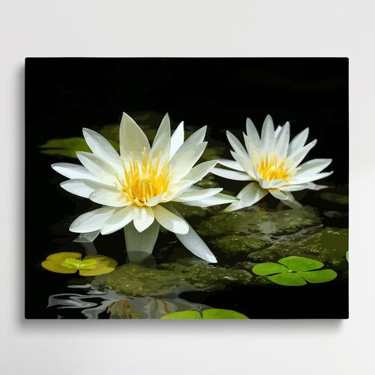 White water lilies | Paint by Numbers | Flowers-Paintsuper