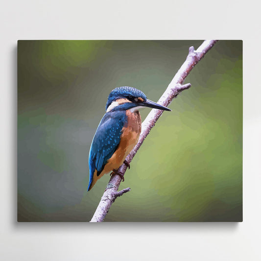 Kingfisher | Paint by Numbers | Animals-Paintsuper